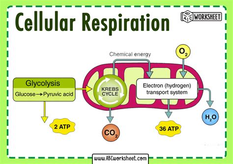 the three stages of cellular respiration|cellular respiration steps simple.